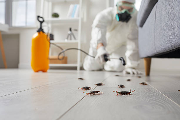 Post-Treatment Bed Bug Interceptor Monitoring in Pasadena
